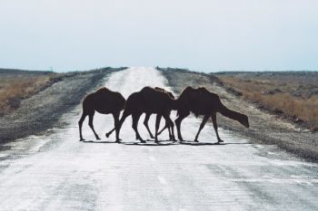 Экспедиция Восход покоряет Тибет на советских «Волгах»