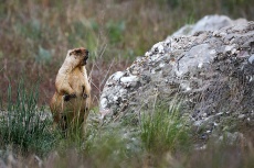 Фото Кирилла Уютнова